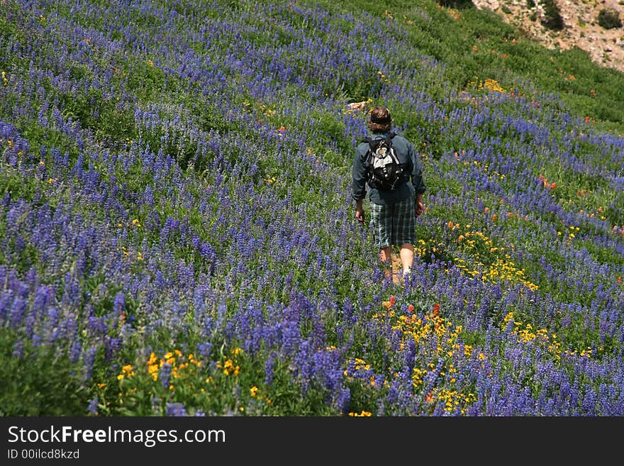 wildflower hiker