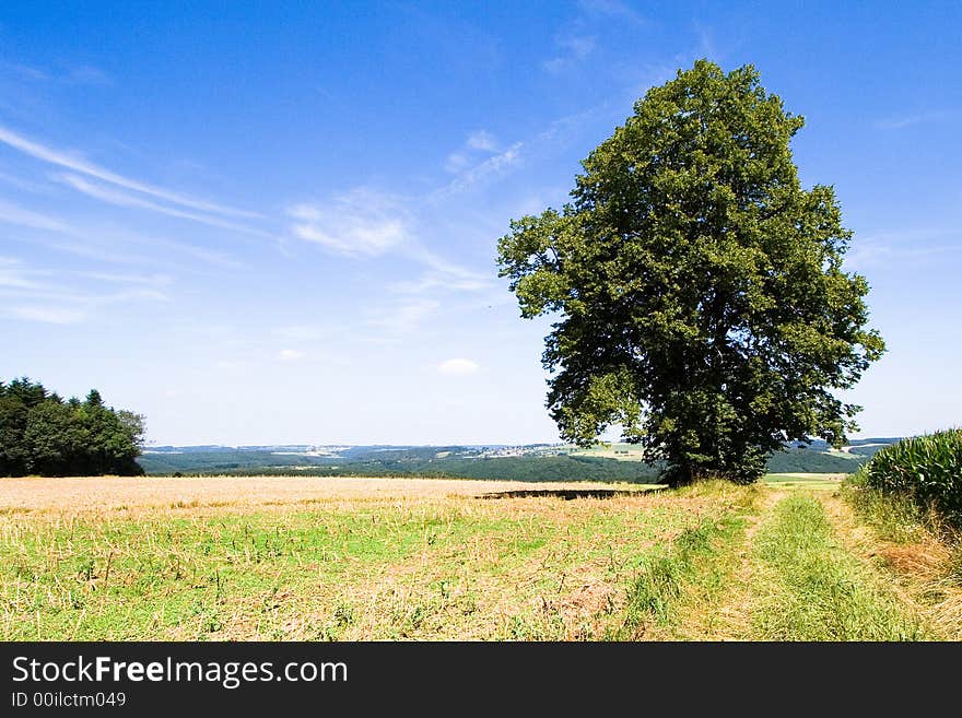 140 years old lime tree in Bockholtz, Luxembourg. 140 years old lime tree in Bockholtz, Luxembourg