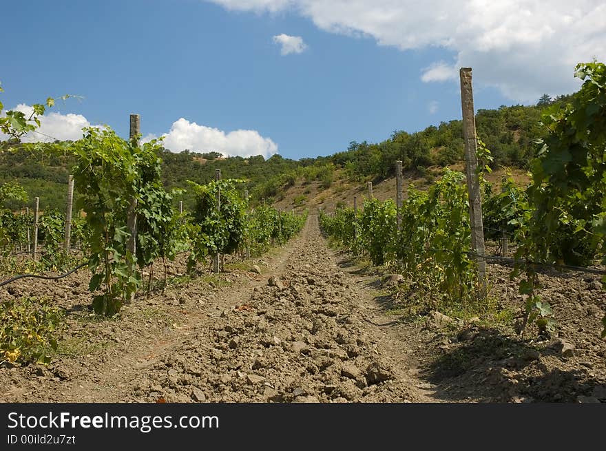 Vineyard on cloudy sky background