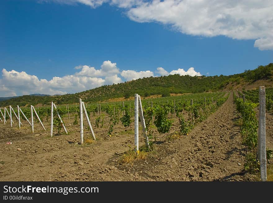 Vineyard on cloudy sky background