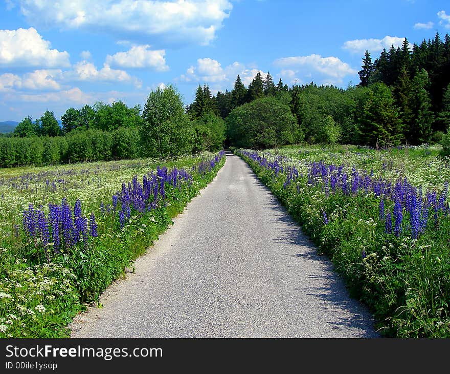 Small mountain road with forest and blue flowers. Small mountain road with forest and blue flowers