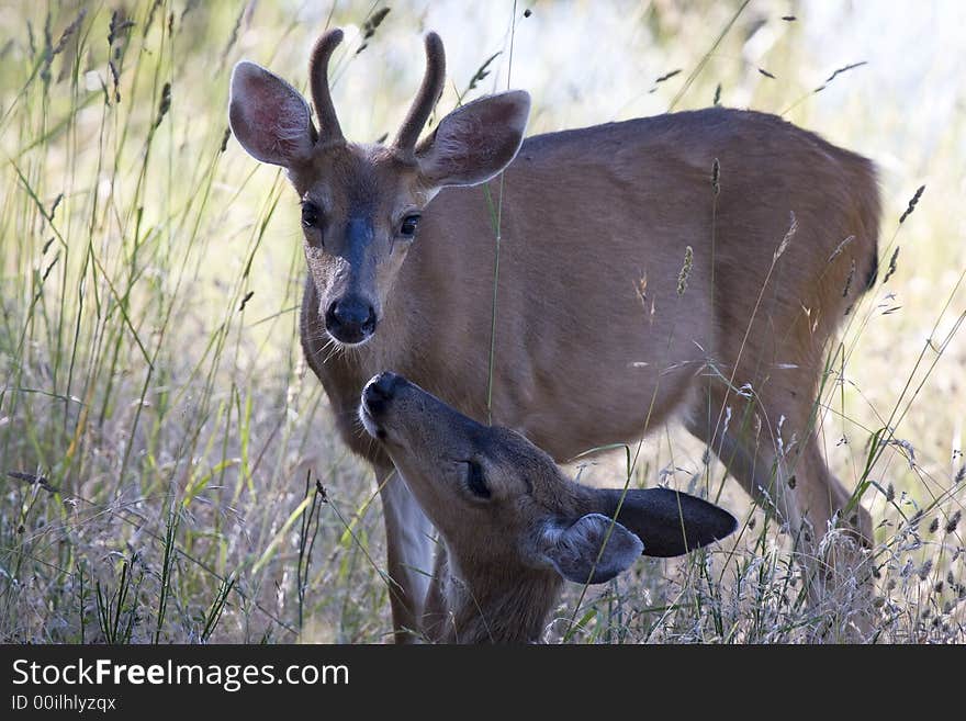 Deer in Long Grass