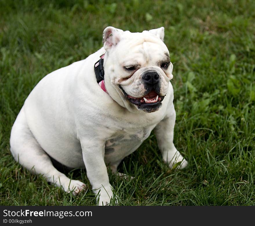 English Bulldog