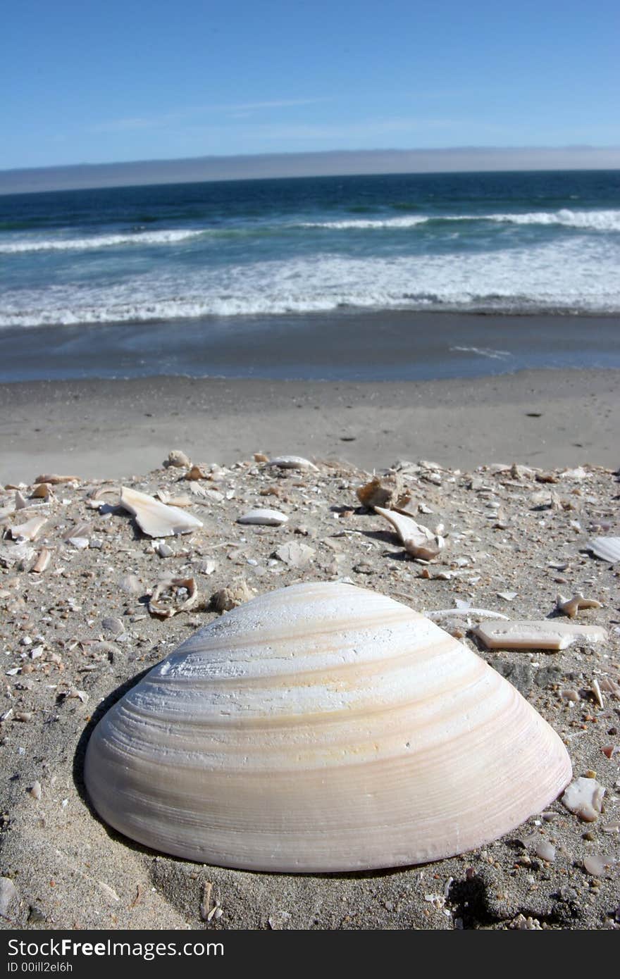 A seashell on the sand