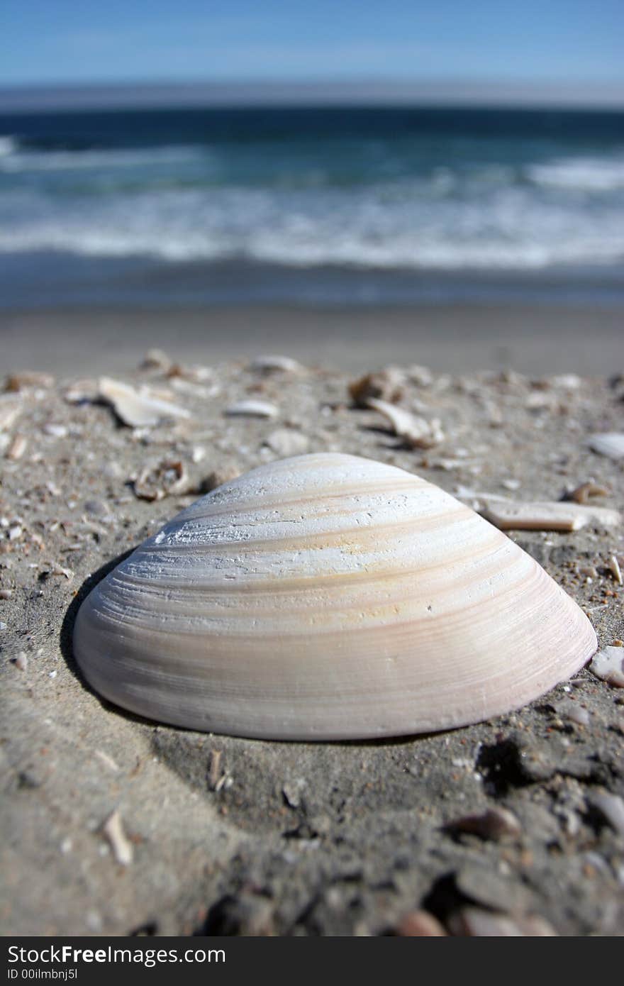 A seashell on the sand