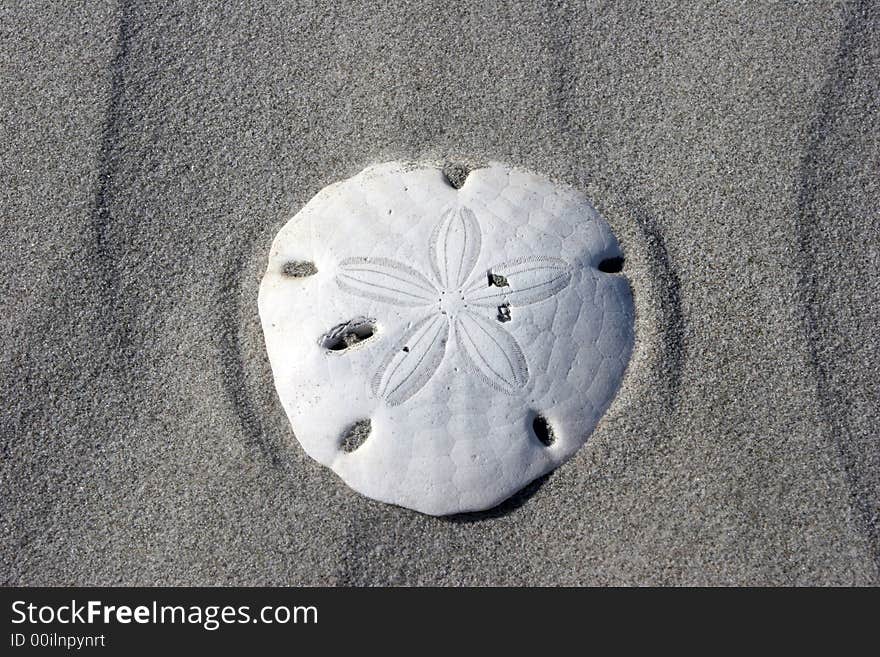 A seashell on the sand