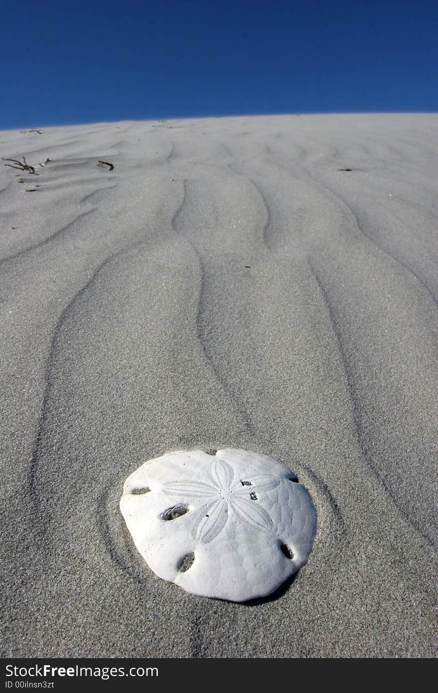 A seashell on the sand