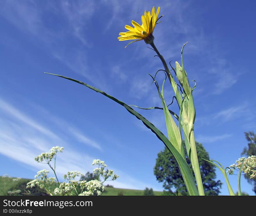 Bright yellow dandelion on the background of the blue sky