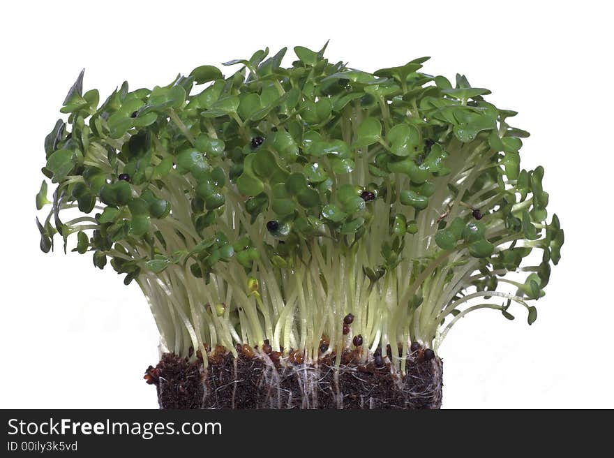 Fresh Cress Closeup