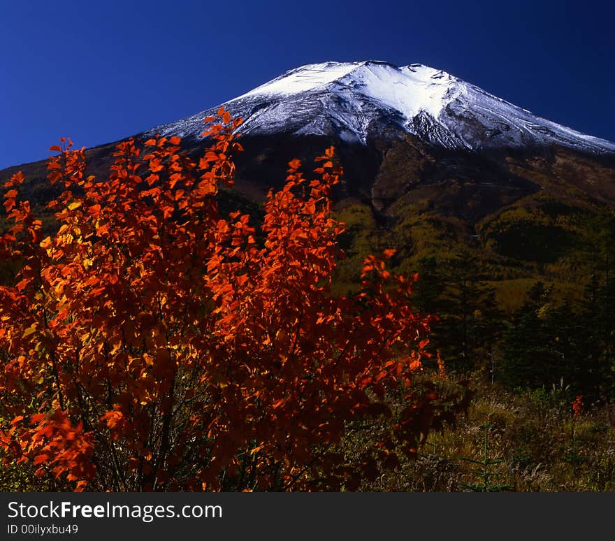 Beautiful fall leaves and snow-capped Mt. Fuji. Beautiful fall leaves and snow-capped Mt. Fuji