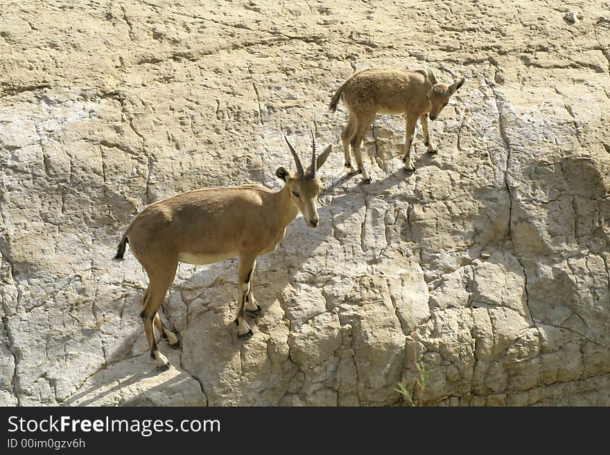 Ibex in the dead sea area