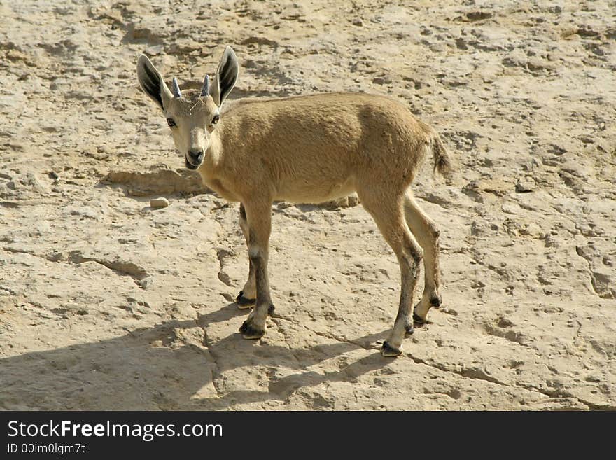 Ibex in the dead sea area desert