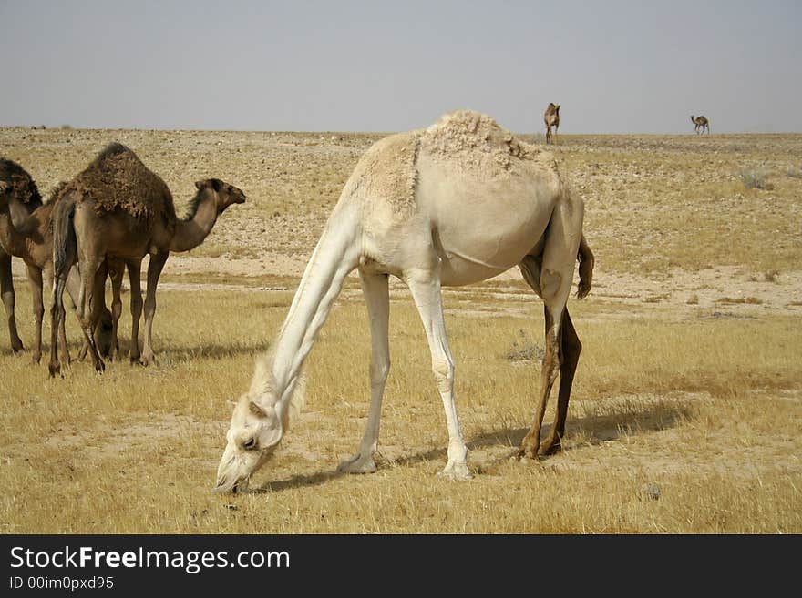 Camel in sede boker desert, israel