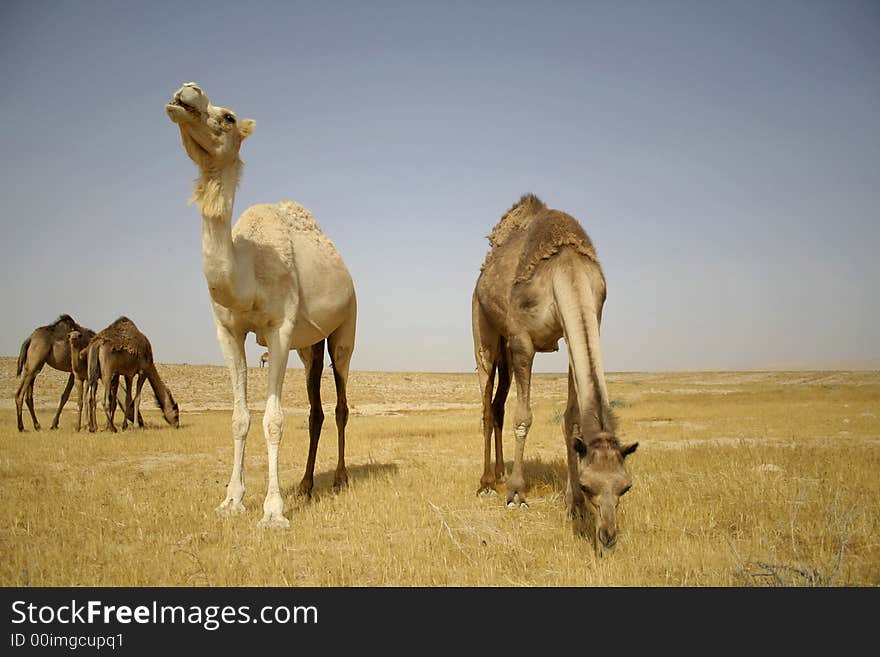 Camel In Sede Boker Desert