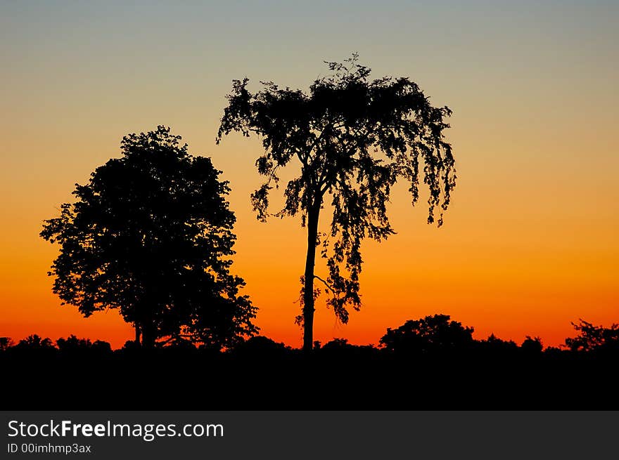 Trees and sunrise