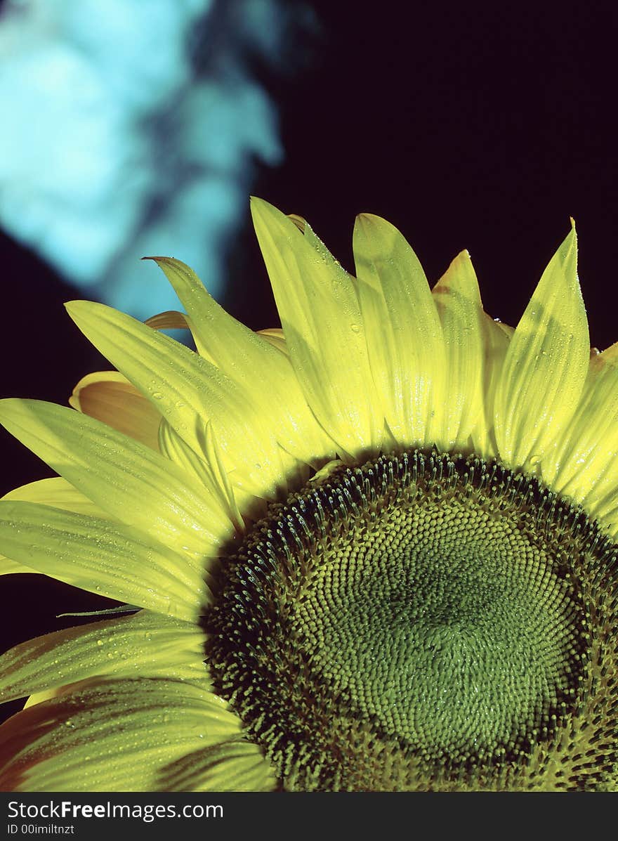 Yellow sunflower on a dark background