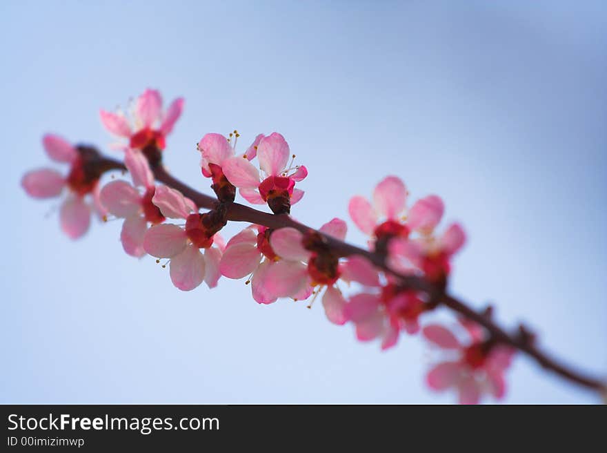 Cherry blossoms, spring, Ukraine (sacura)