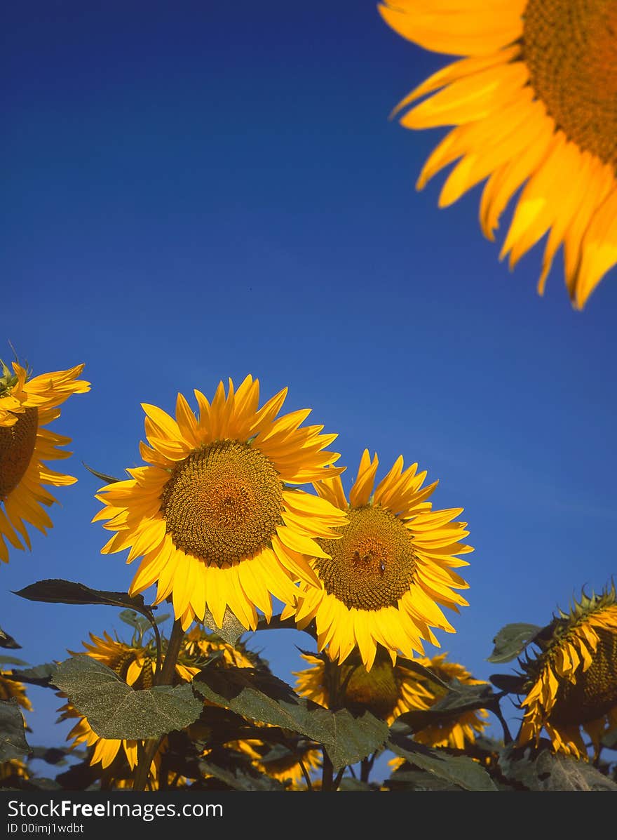 Sunflower on a background weeding in the summer