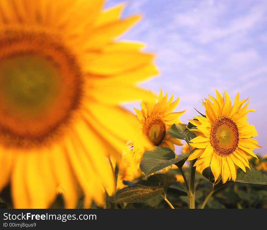 Sunflower on a background weeding in the summer