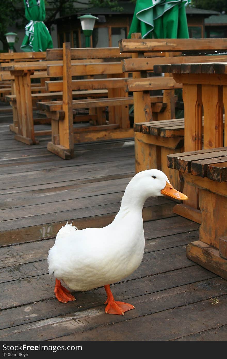 Funny Duck In The Resteurant