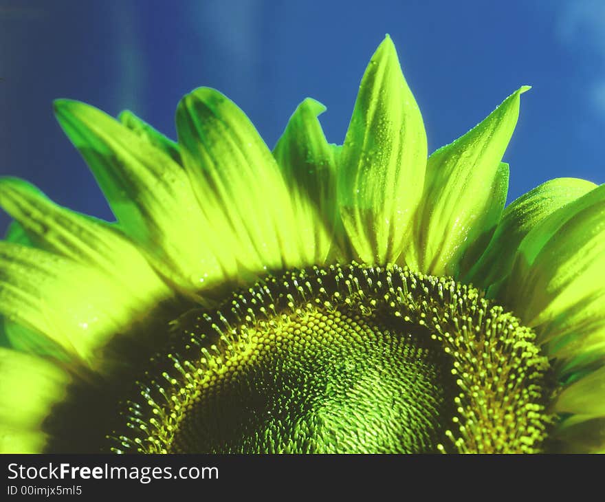 Sunflower brown close colour flower