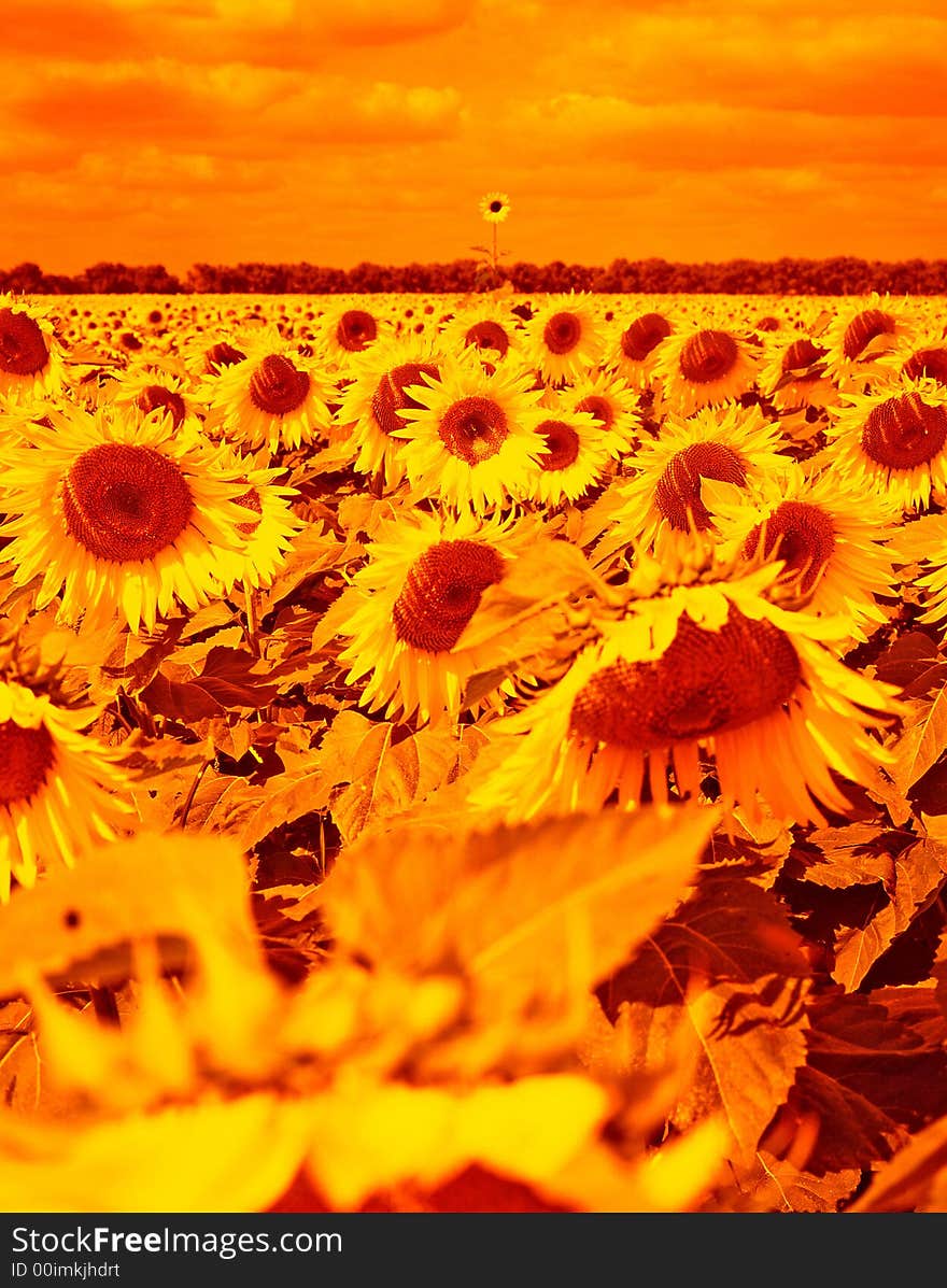 Sunflower on a background weeding in the summer