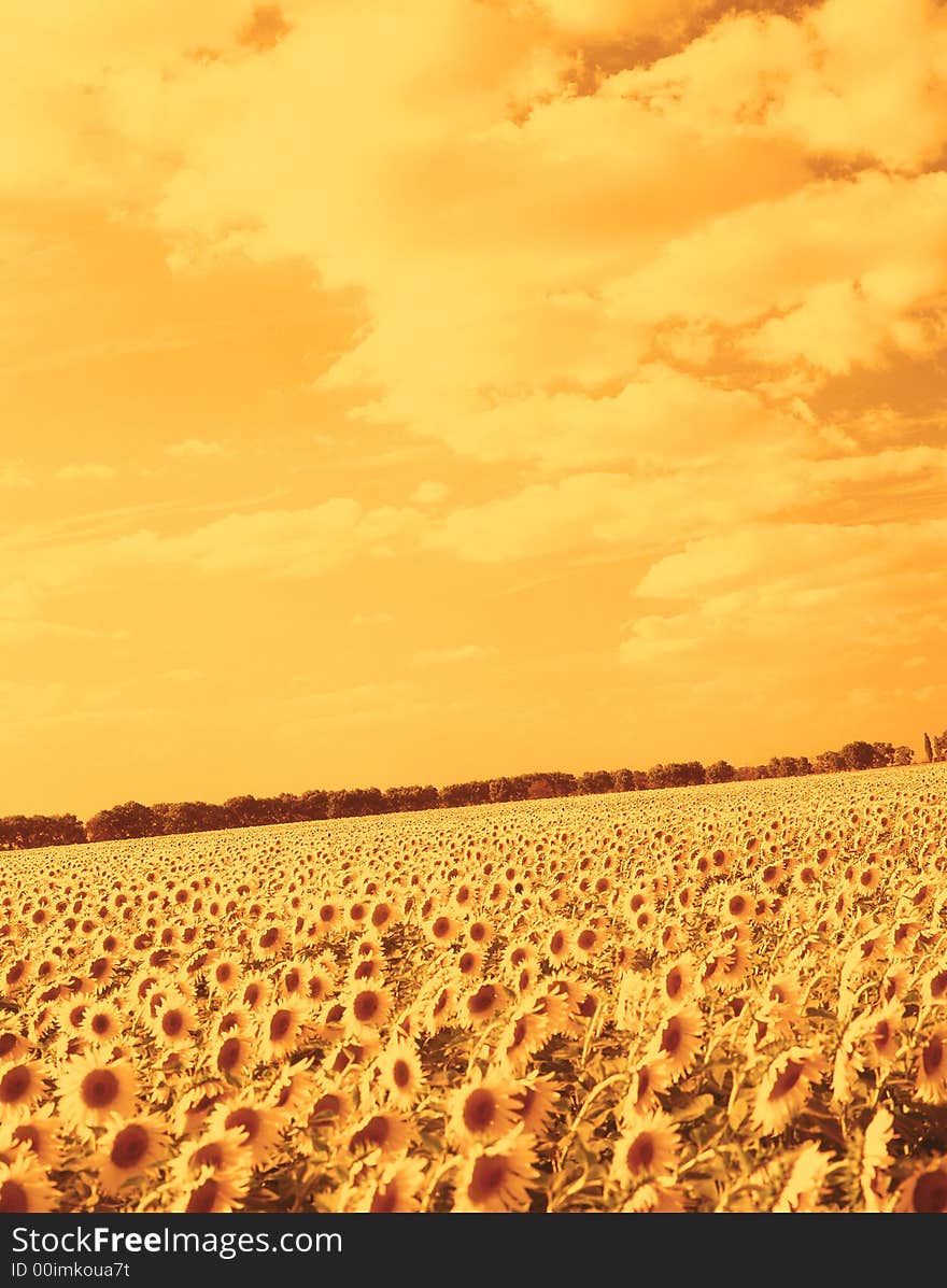 Sunflower on a background weeding in the summer