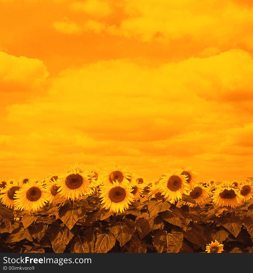 Sunflower on a background weeding in the summer