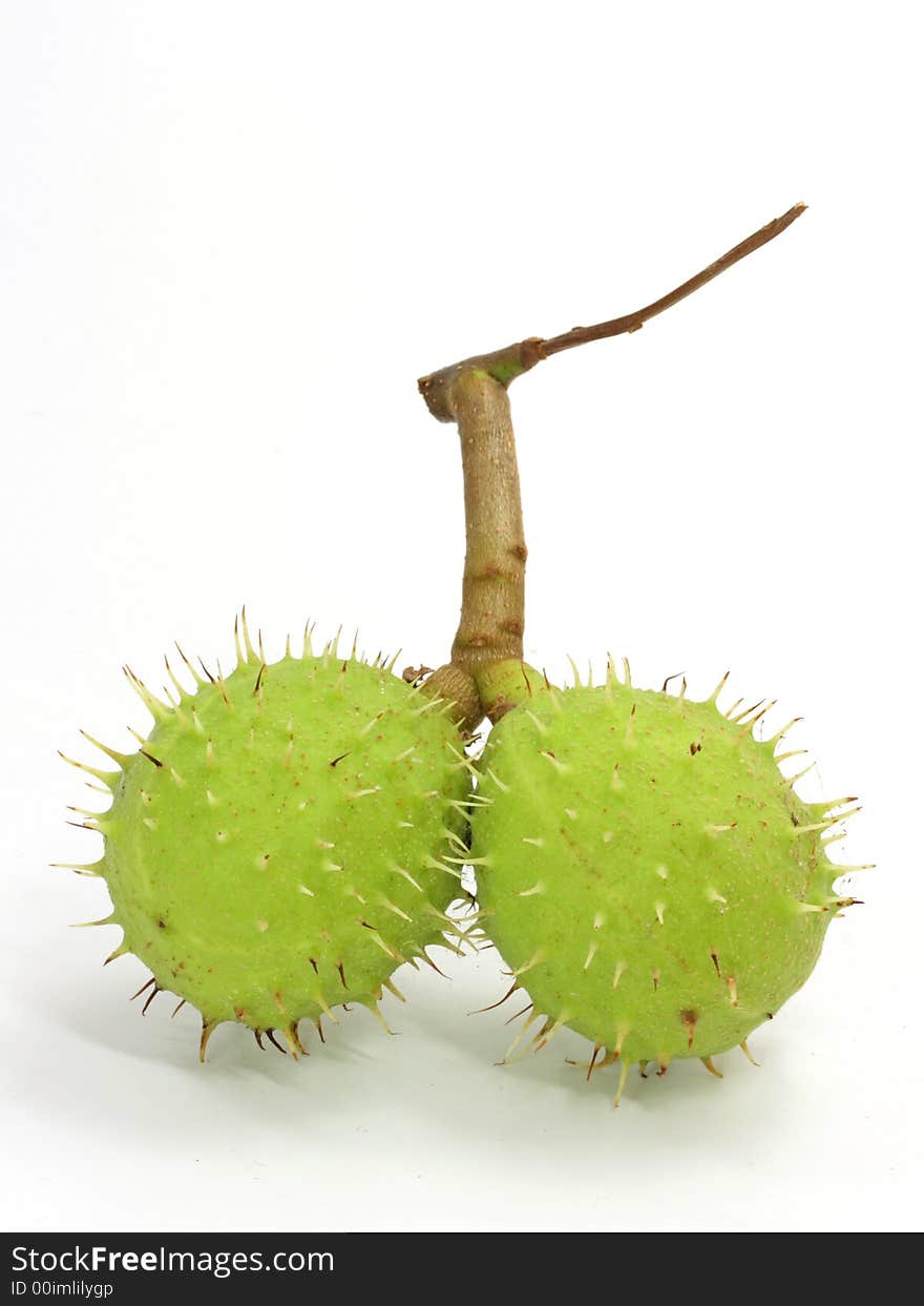 Green chestnut