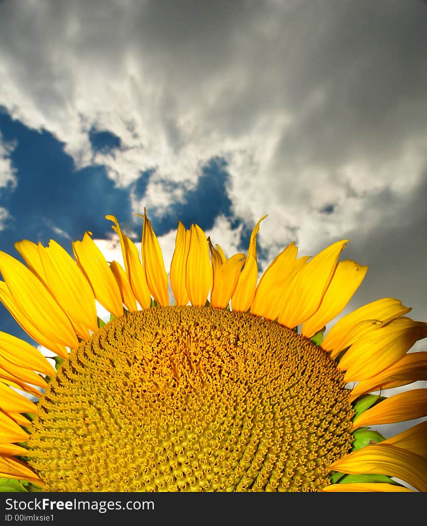 Sunflower on a background of the sky in the summer