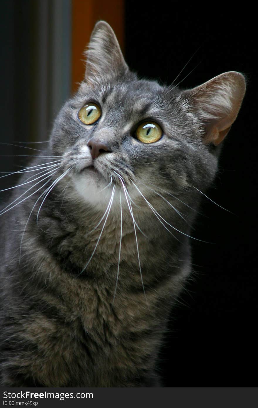 Cat sitting in window contemplating the sky with huge bright eyes. Cat sitting in window contemplating the sky with huge bright eyes