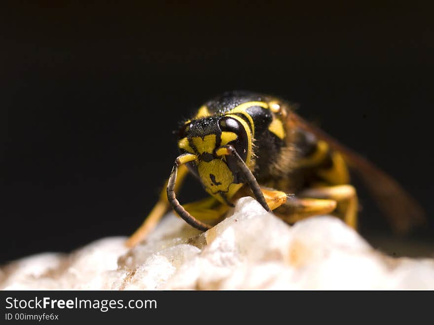 A macro shot of a yellow jacket against a black background. A macro shot of a yellow jacket against a black background