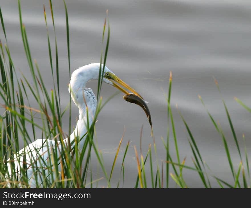 Bird spears fish