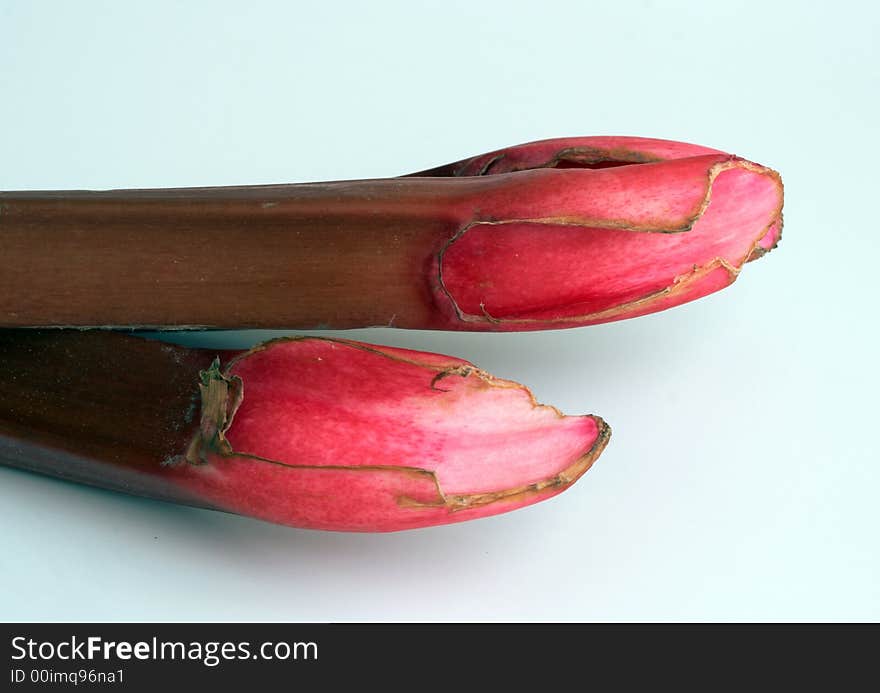 Two fresh organic red rhubarb on white background