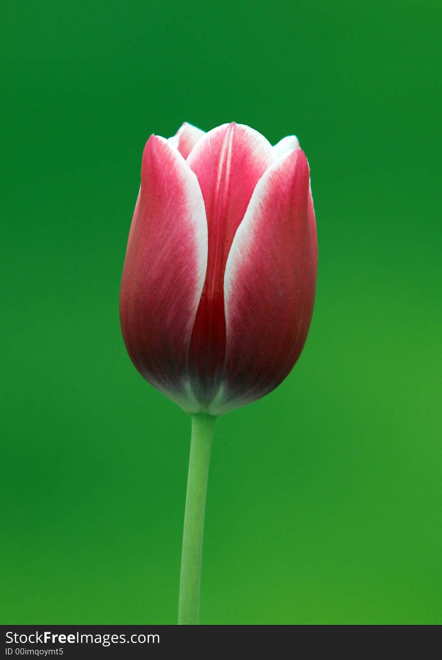 Red tulip