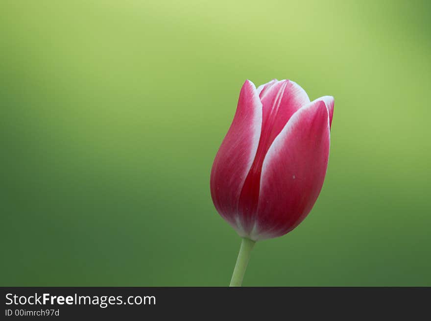 Red Tulip