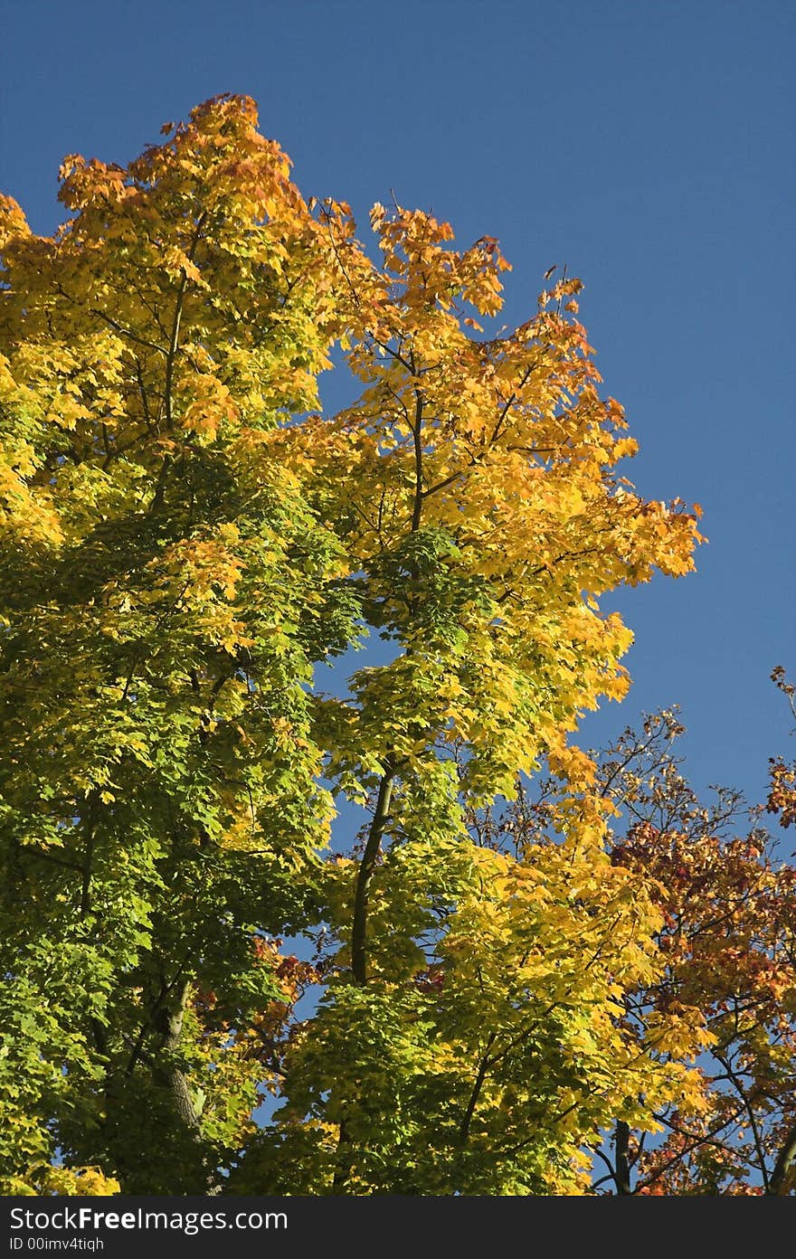 Beautiful coloured tree in autumn