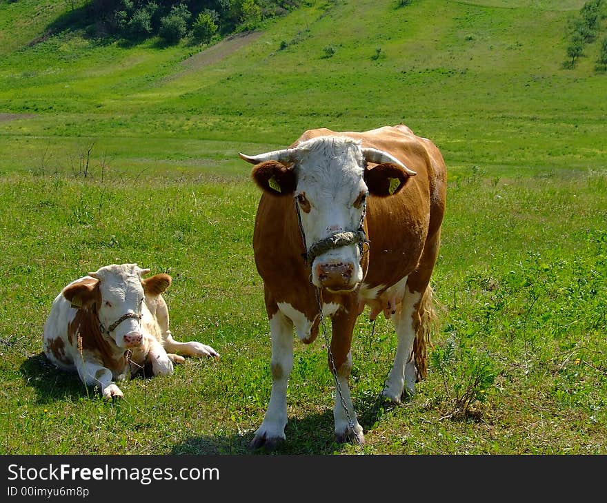 Cows