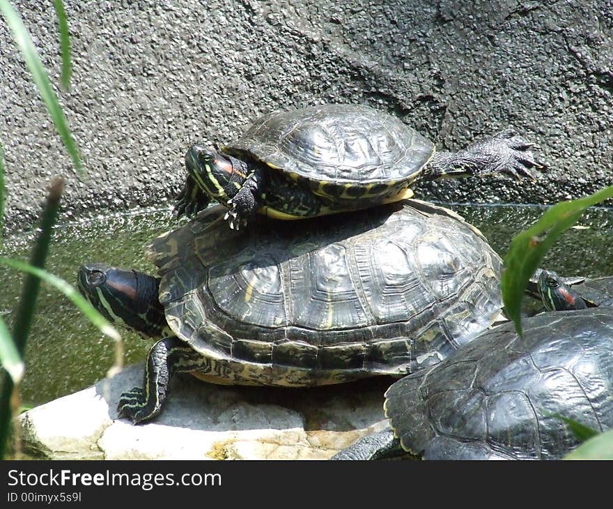 Turtle acrobatics