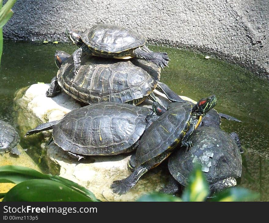 Sunbathing group of exotic turtles. Sunbathing group of exotic turtles