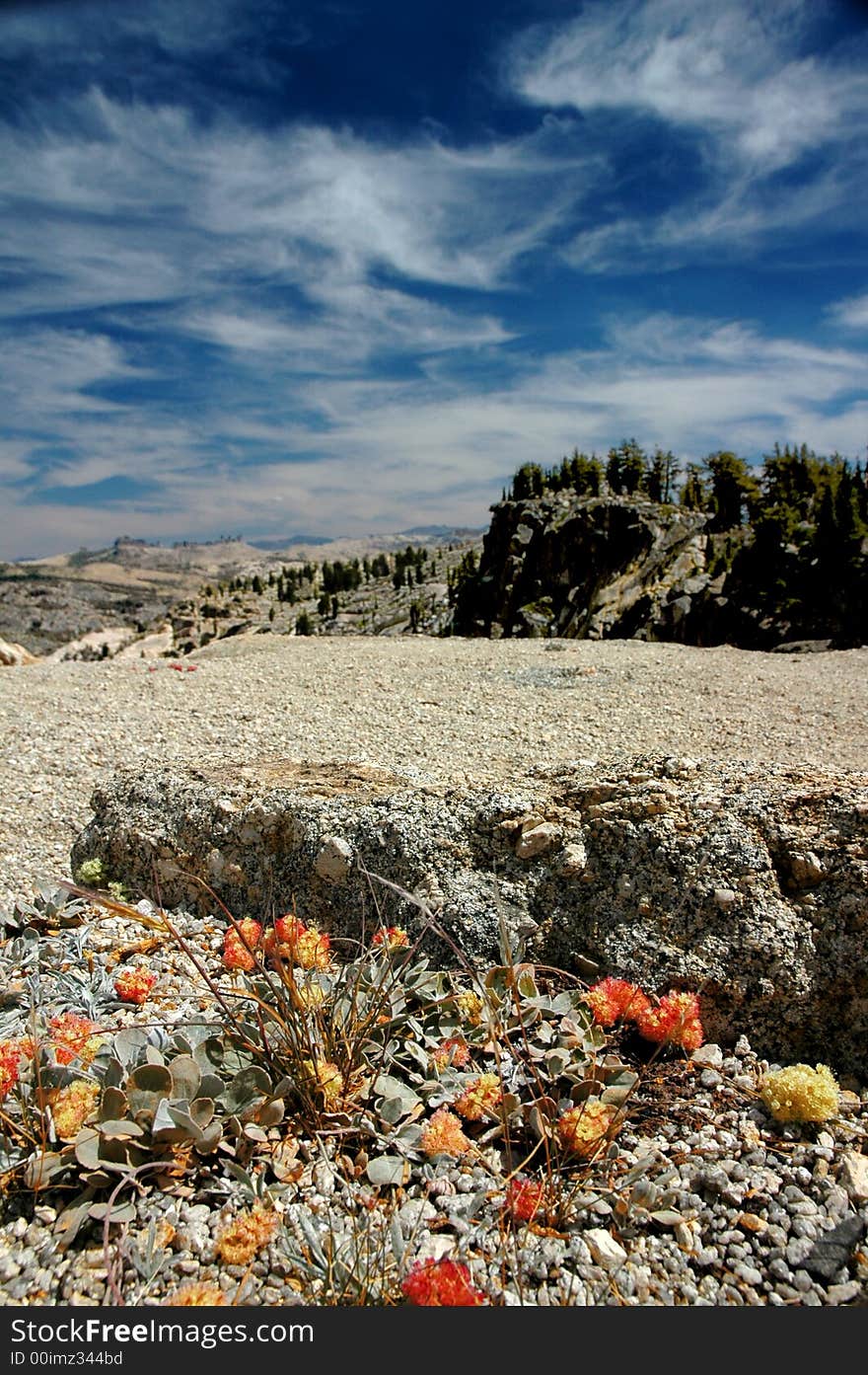 Orange Mountain Wildflowers