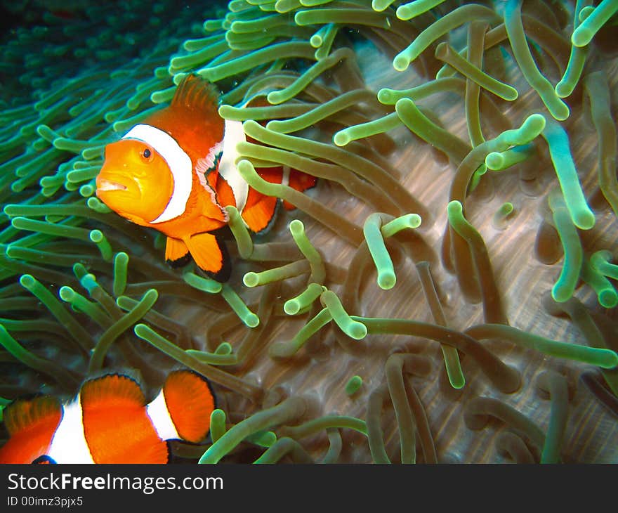 Tropical finding nemo clown fish photo from a scuba diving ecotourism adventure on a pristine coral reef. Tropical finding nemo clown fish photo from a scuba diving ecotourism adventure on a pristine coral reef