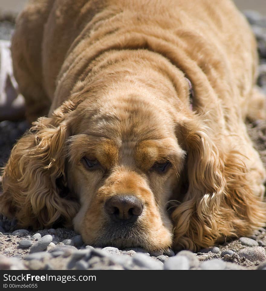 Lazy cocker spaniel resting on the beach. Lazy cocker spaniel resting on the beach