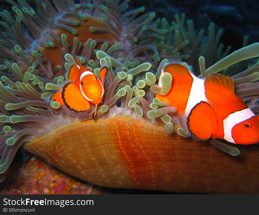 Tropical finding nemo clown fish photo from a scuba diving ecotourism adventure on a pristine coral reef. Tropical finding nemo clown fish photo from a scuba diving ecotourism adventure on a pristine coral reef