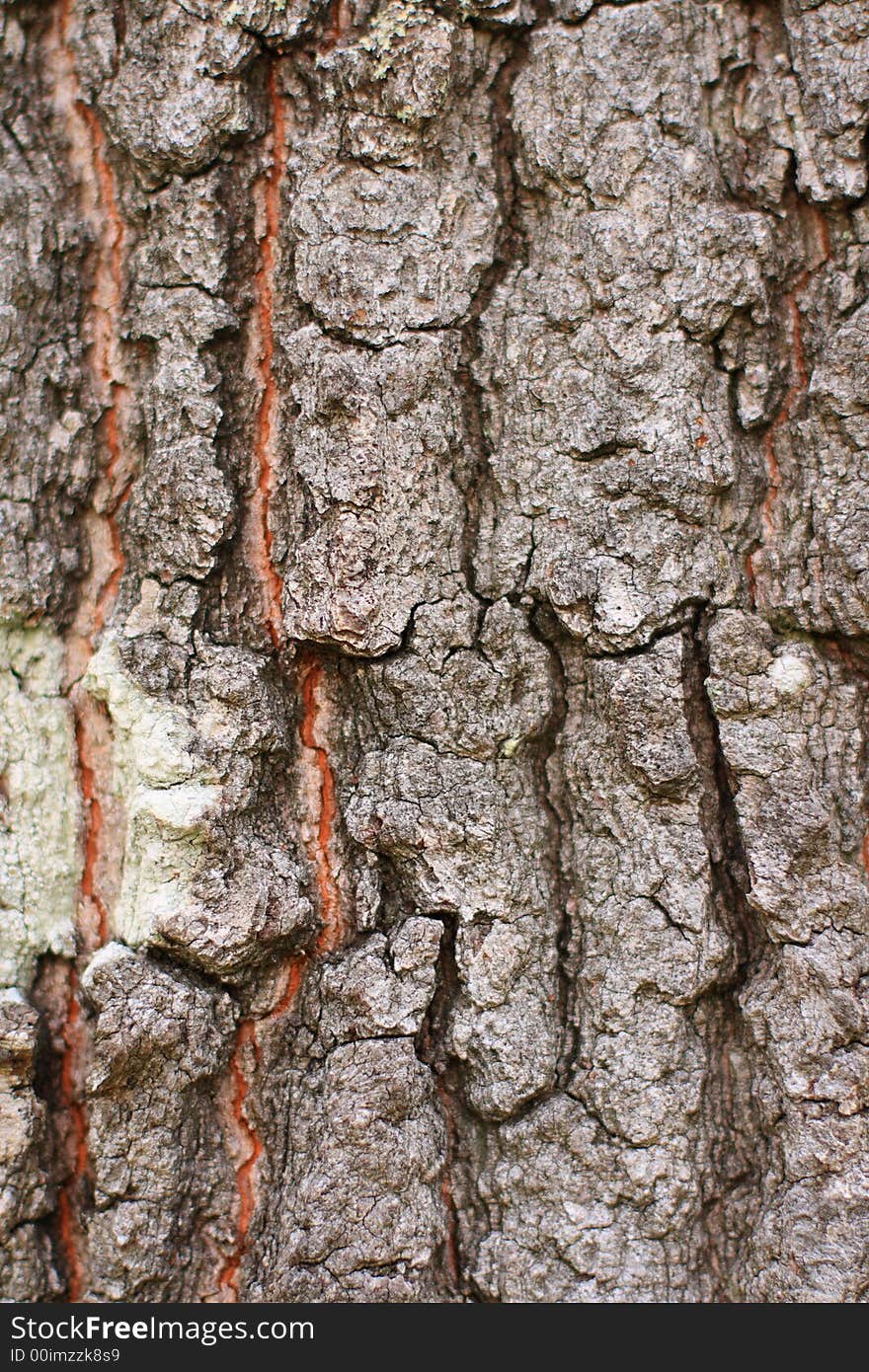 Rugged and rough oak tree bark - in crisp detail.