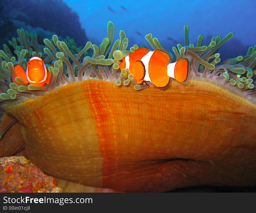 Tropical finding nemo clown fish photo from a scuba diving ecotourism adventure on a pristine coral reef. Room for text. Tropical finding nemo clown fish photo from a scuba diving ecotourism adventure on a pristine coral reef. Room for text.