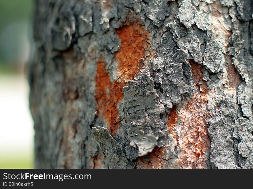 Extreme details seen in this rough bark on a hardwood tree. Extreme details seen in this rough bark on a hardwood tree.