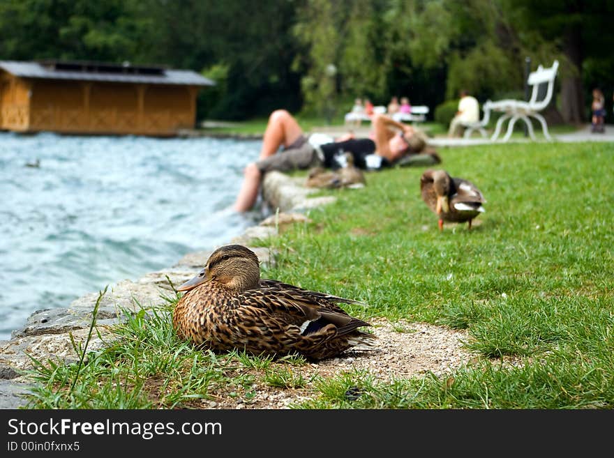 Duck And People Having A Rest