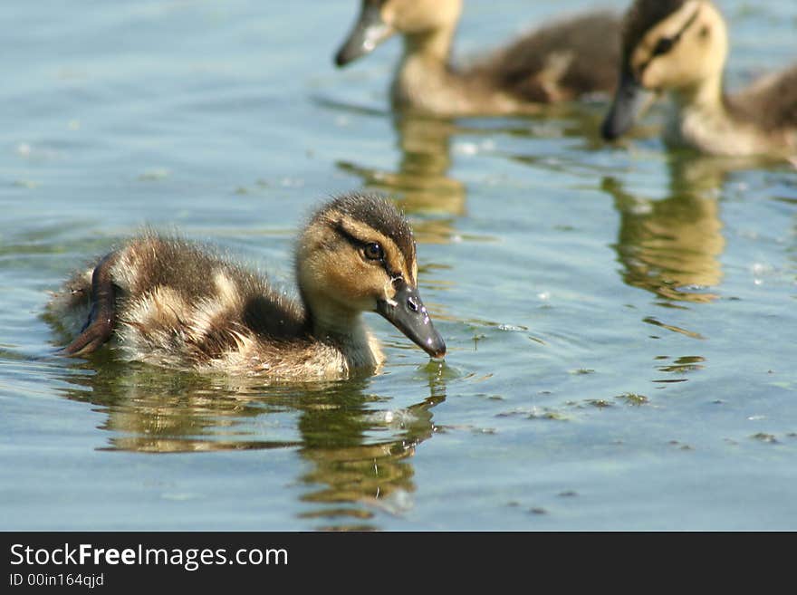 3 ducklings are trying to find some food