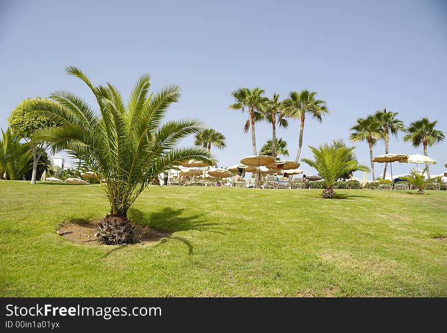 Palms at a hotel resort